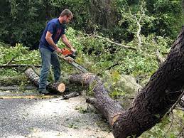 Professional Tree Removal Services in Dayton, TN